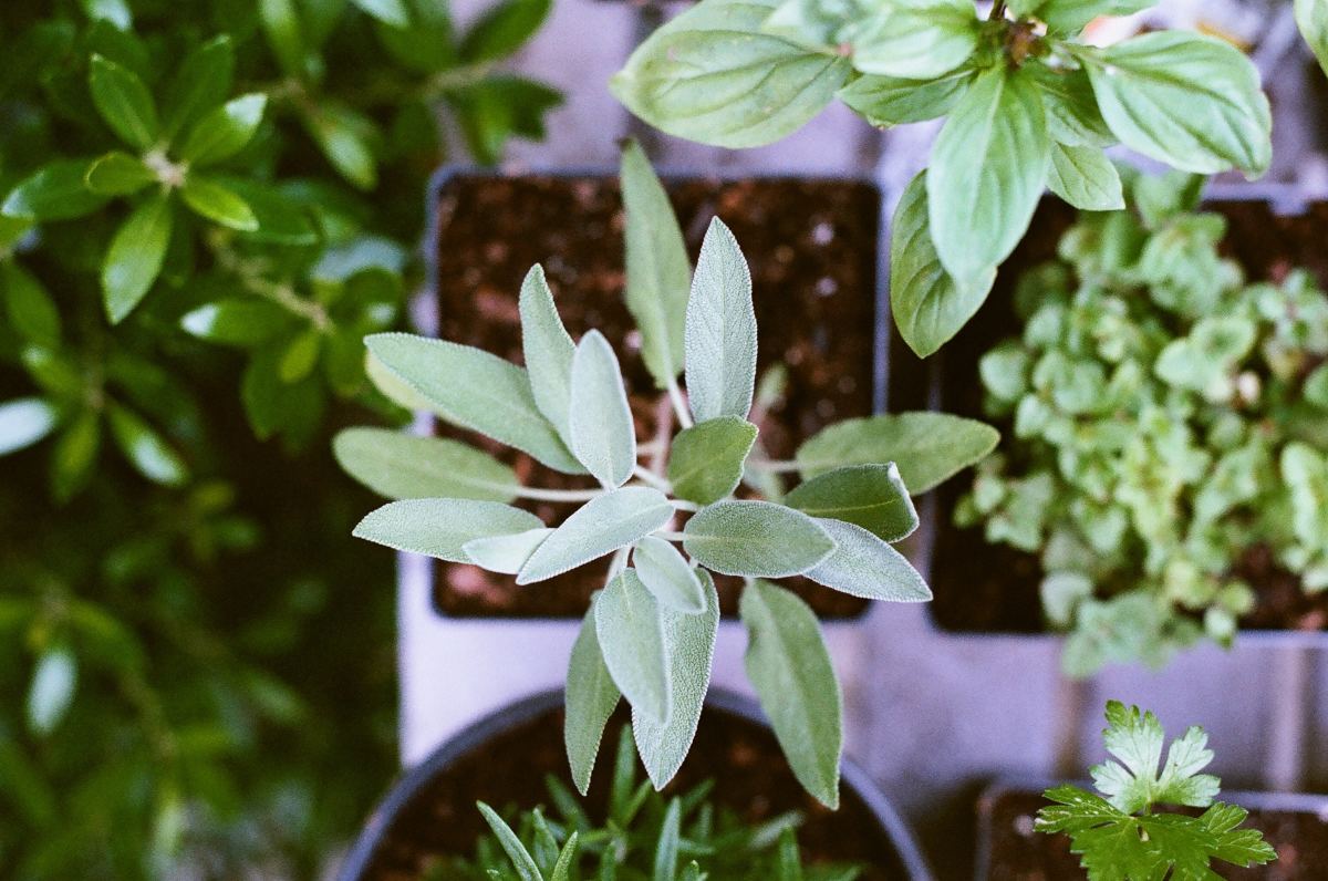 Herbs can be grown on your windowsill.