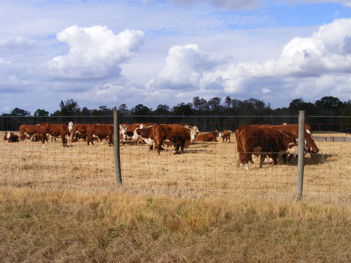 I was married to a large cattle producer for 12 years, and we ate beef all the time from our own homegrown steers. 