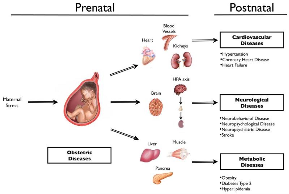 The Benefits Of Support Groups For New And Expecting Mothers And Their 