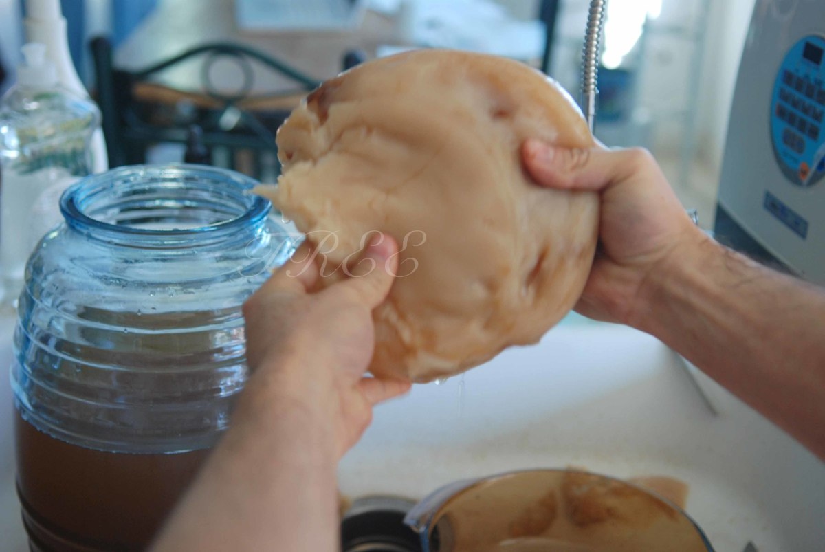 This is a scoby.