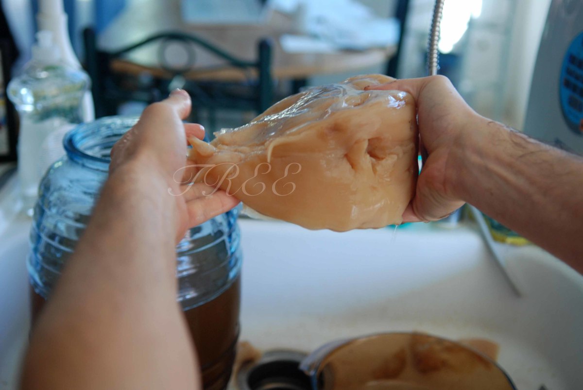 A big scoby! 