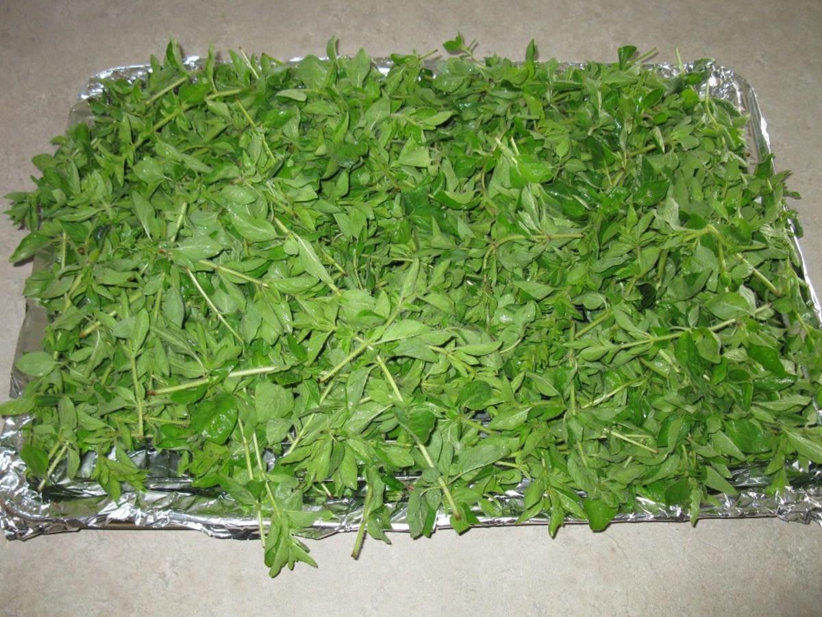 Tips & Tricks for Drying Herbs in a Convection Oven Delishably