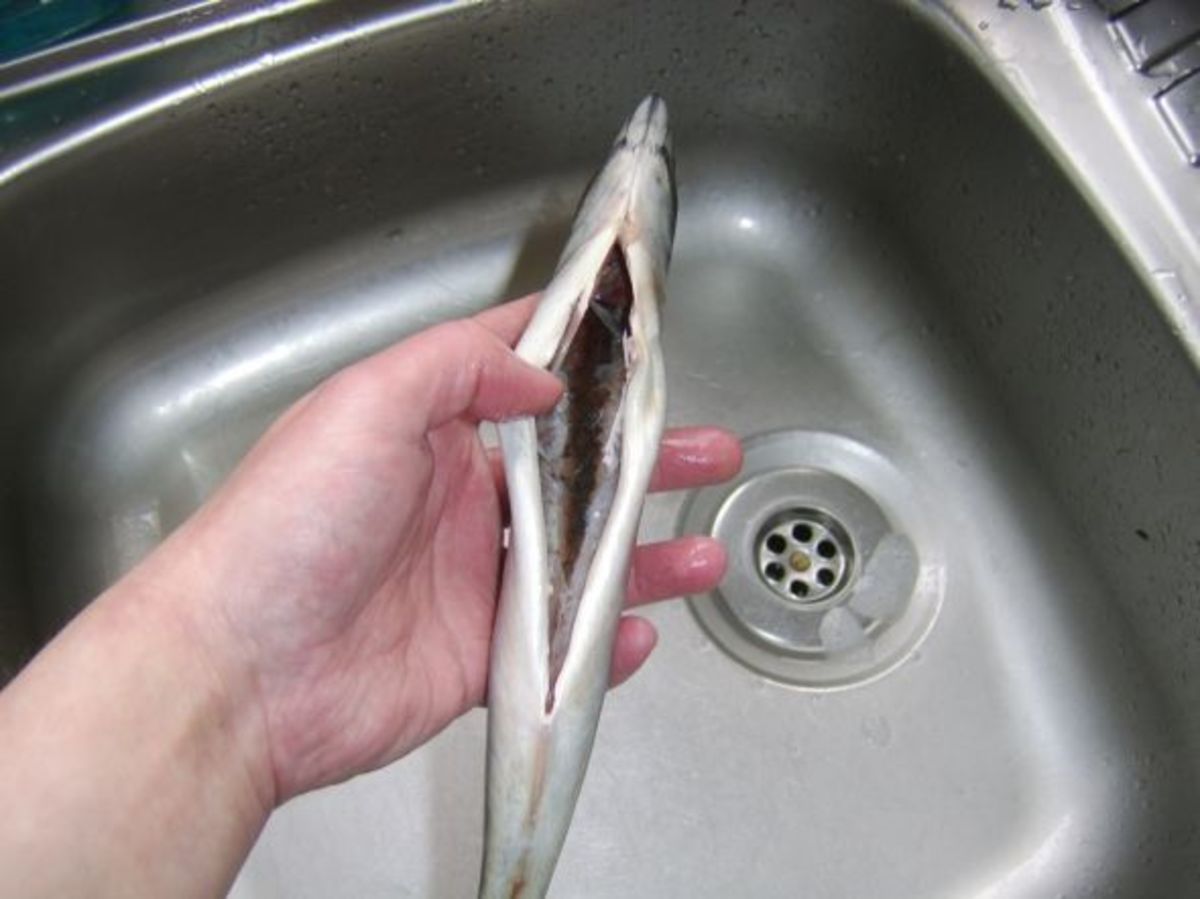 Freshly gutted mackerel