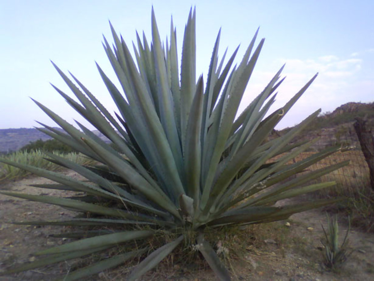 Tequila is derived from the blue agave plant.