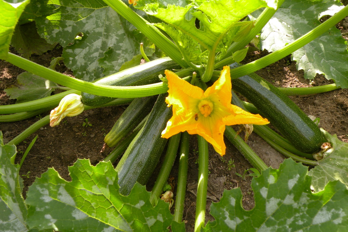 Zucchini growing in my garden. Flowers are edible, too!