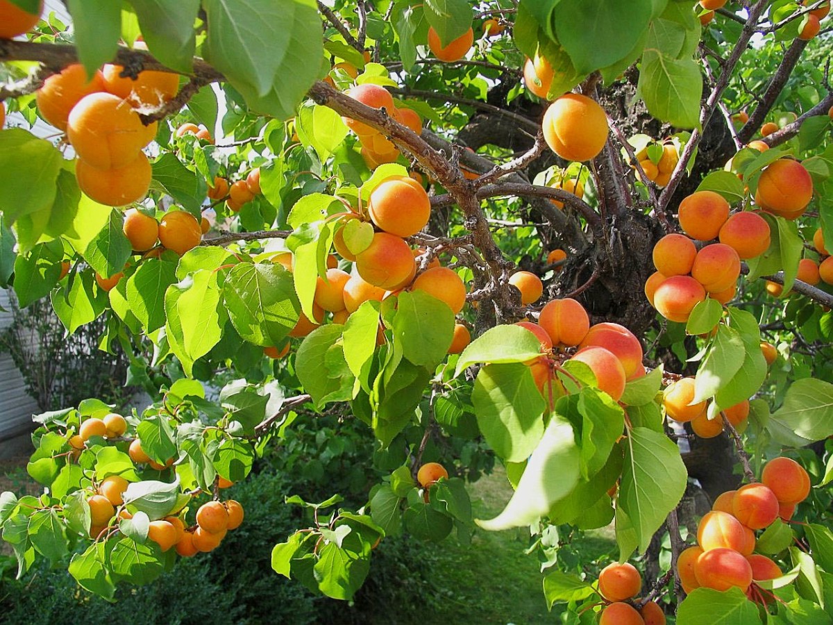 Apricot Fruits and Kernels Potential Benefits and Dangers Delishably