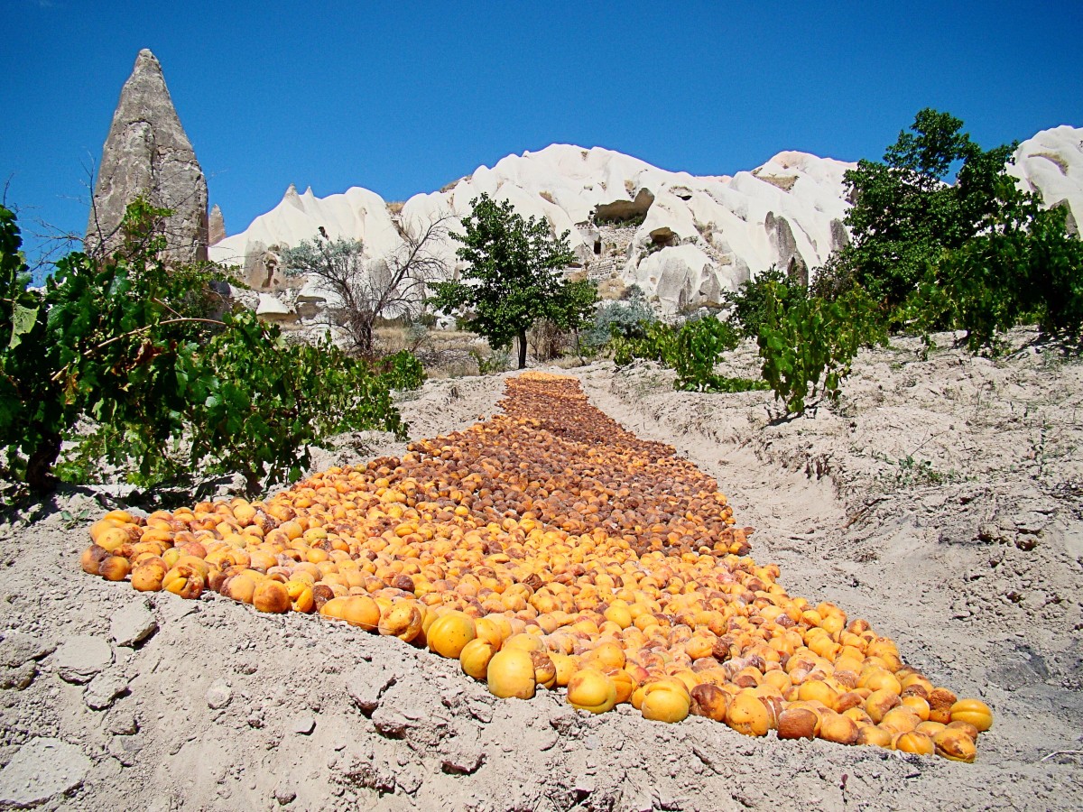 Apricots drying in the sun in Cappadocia, Turkey