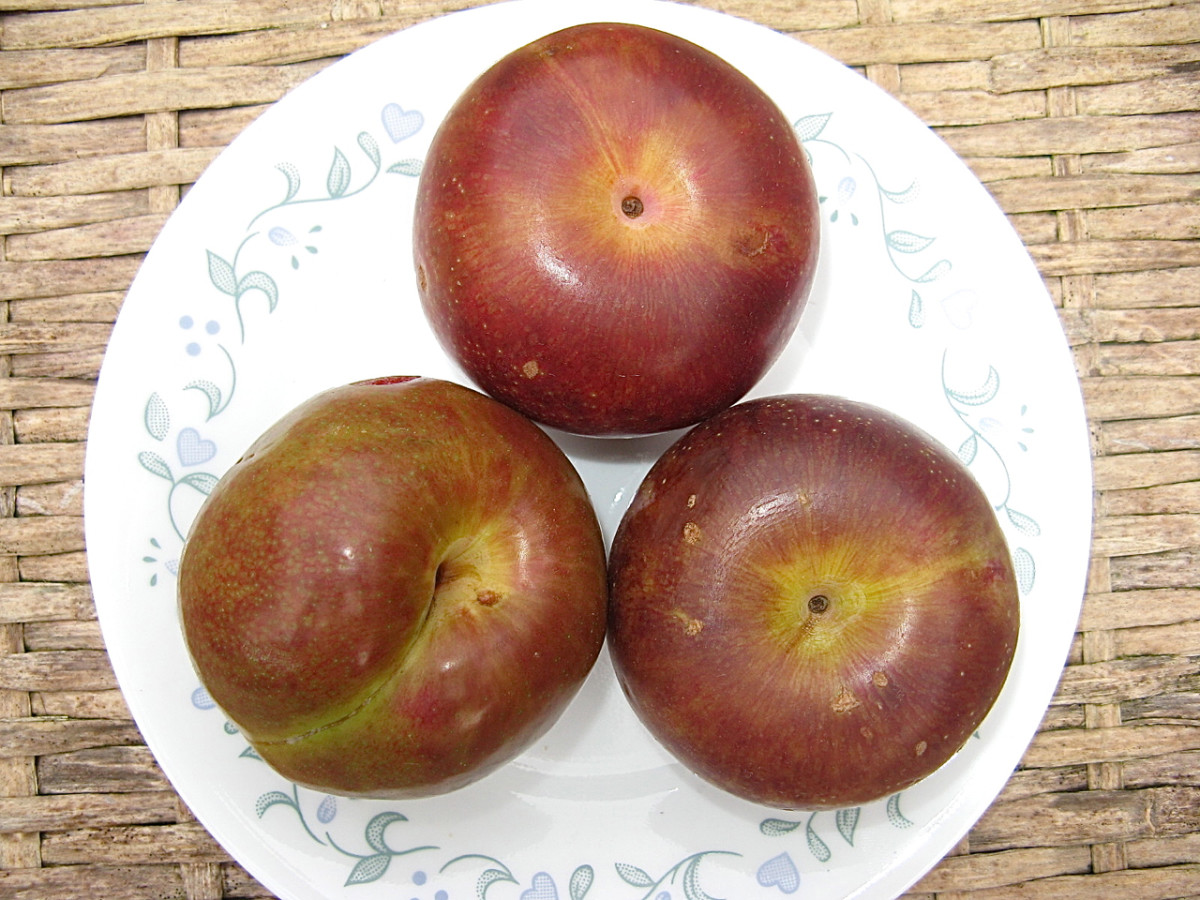 Pluots (plum and apricot hybrids)