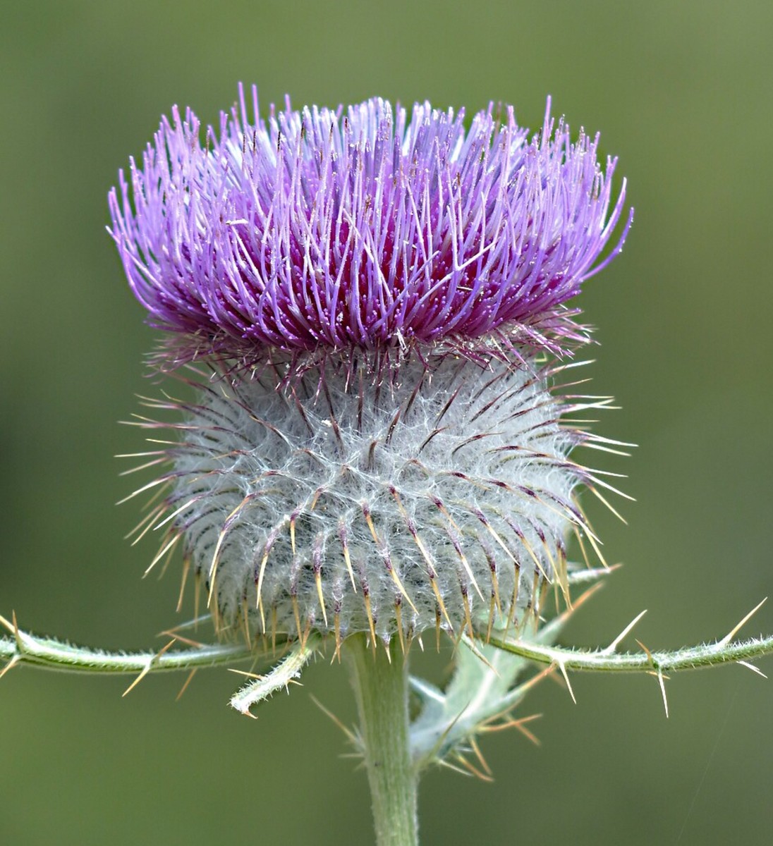 A stylized thistle flower is often imprinted on modern shortbread.