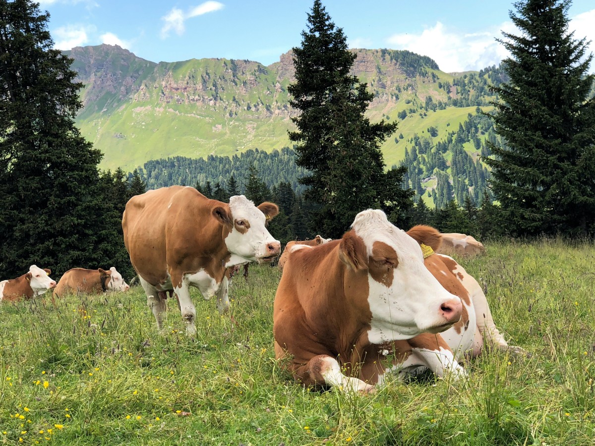 Cows in a field may cause environmental problems, but these are more serious in factory farms.
