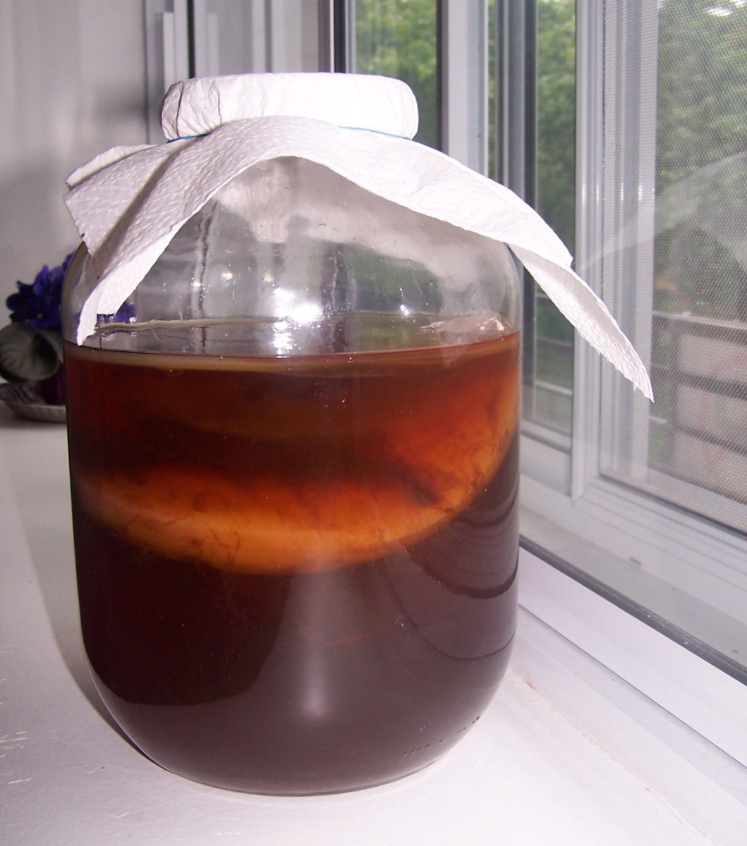 Kombucha culture with SCOBY