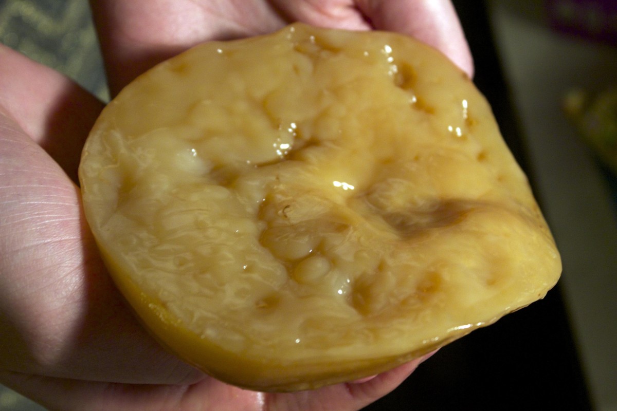 This is what a SCOBY looks like