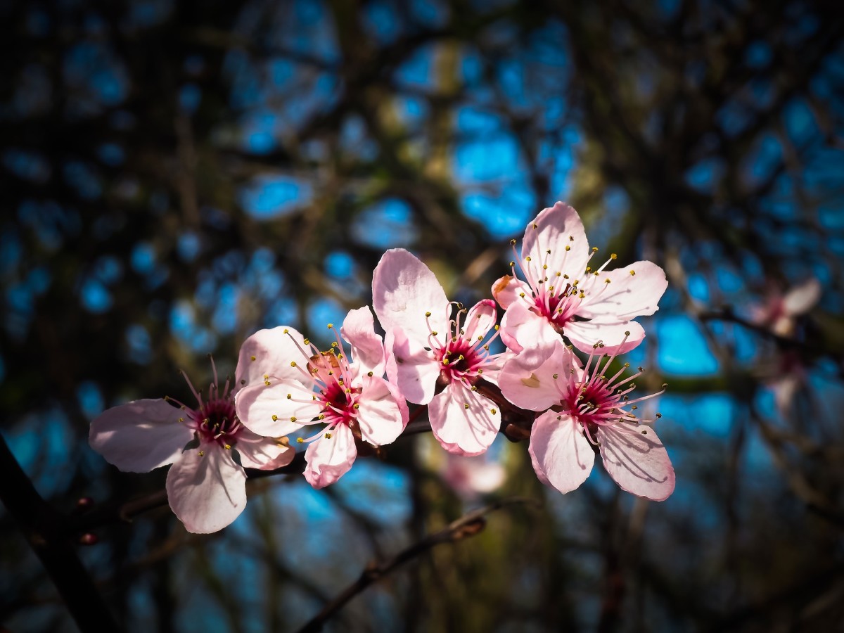 almond blossoms 