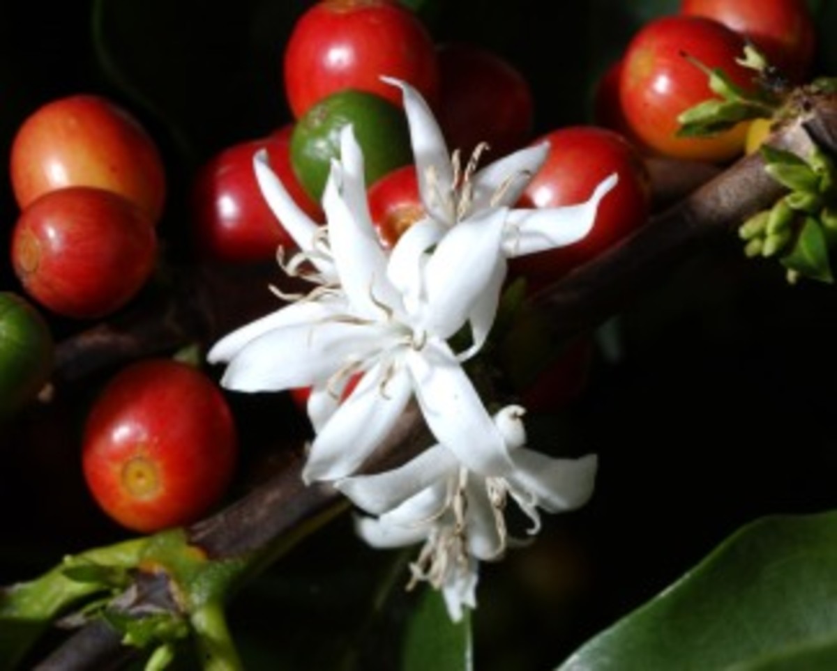 Coffee 101 Bean Types, Brewing Methods, Growing Regions Delishably