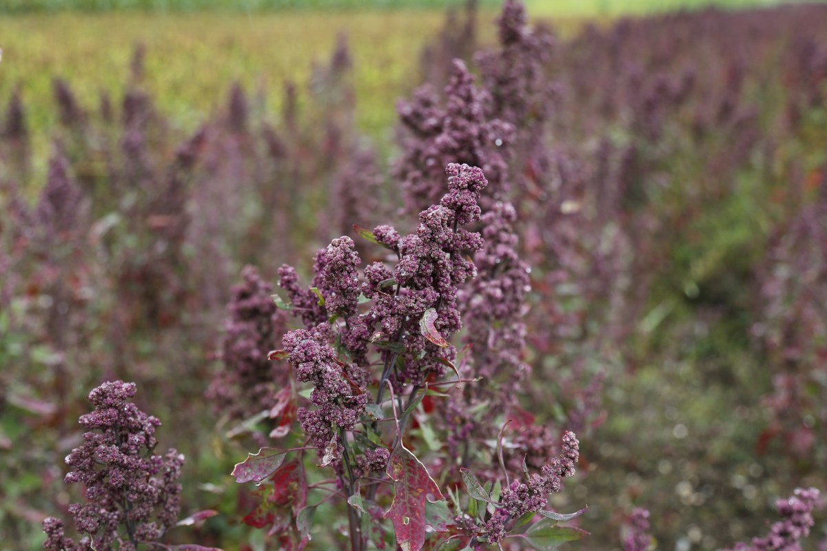 The quinoa plant is a broad-leaf annual, and it's really quite stunning. 
