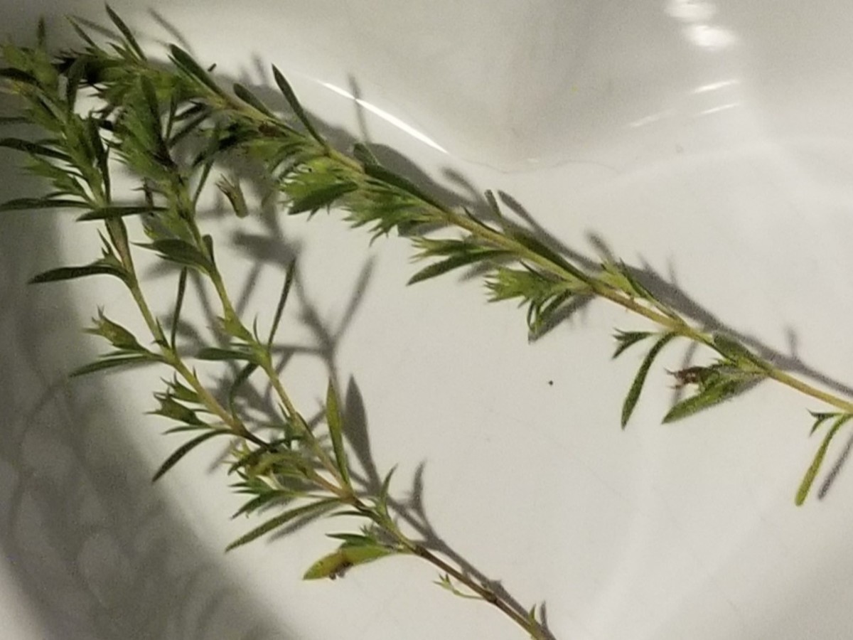 Sprigs of thyme harvested from my herb garden, ready to inspire courage or serve as garnish for an entree.