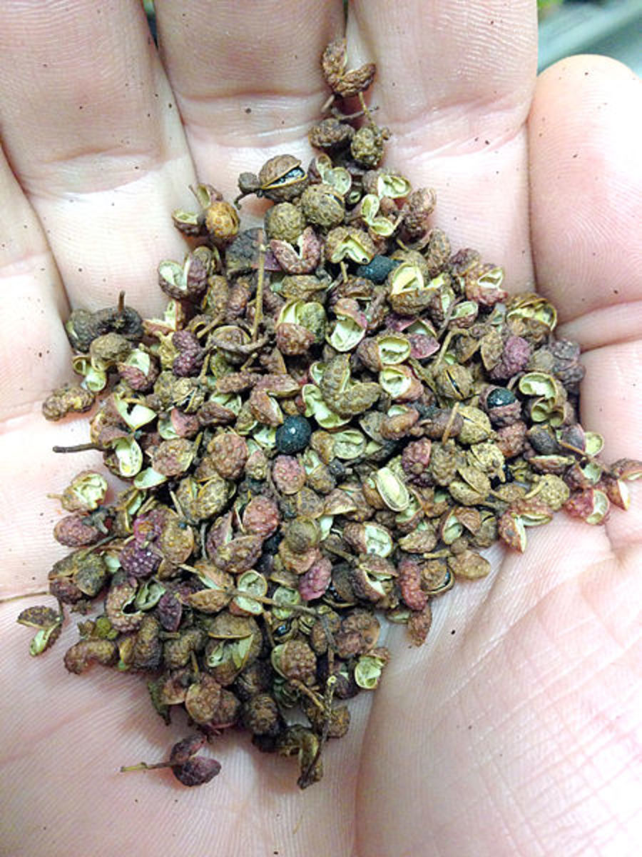 Handful of Sichuan peppers