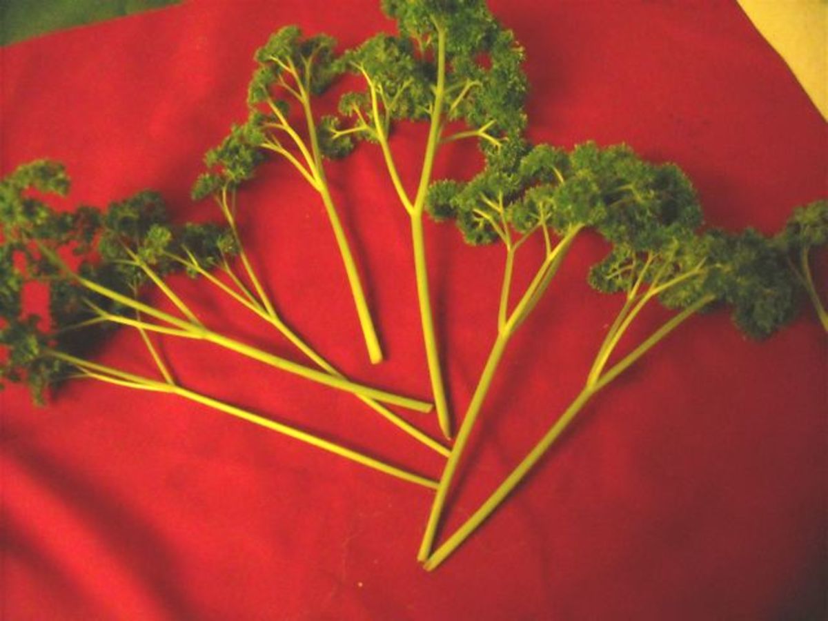 Use the best stems to put in a vase. Choose sturdy, crisp stems.