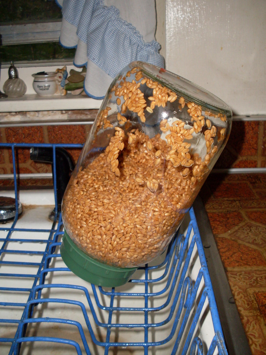 After the wheat berries are nice and plump, set the jar upside down to drain.