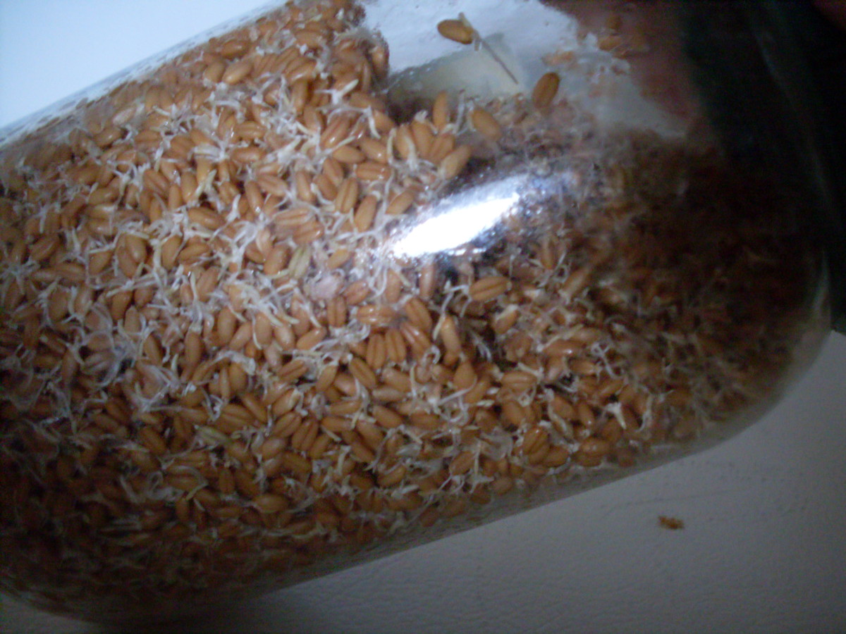 When the sprouts are 1/4-inch to 1/3-inch long, the wheat is ready to dry.
