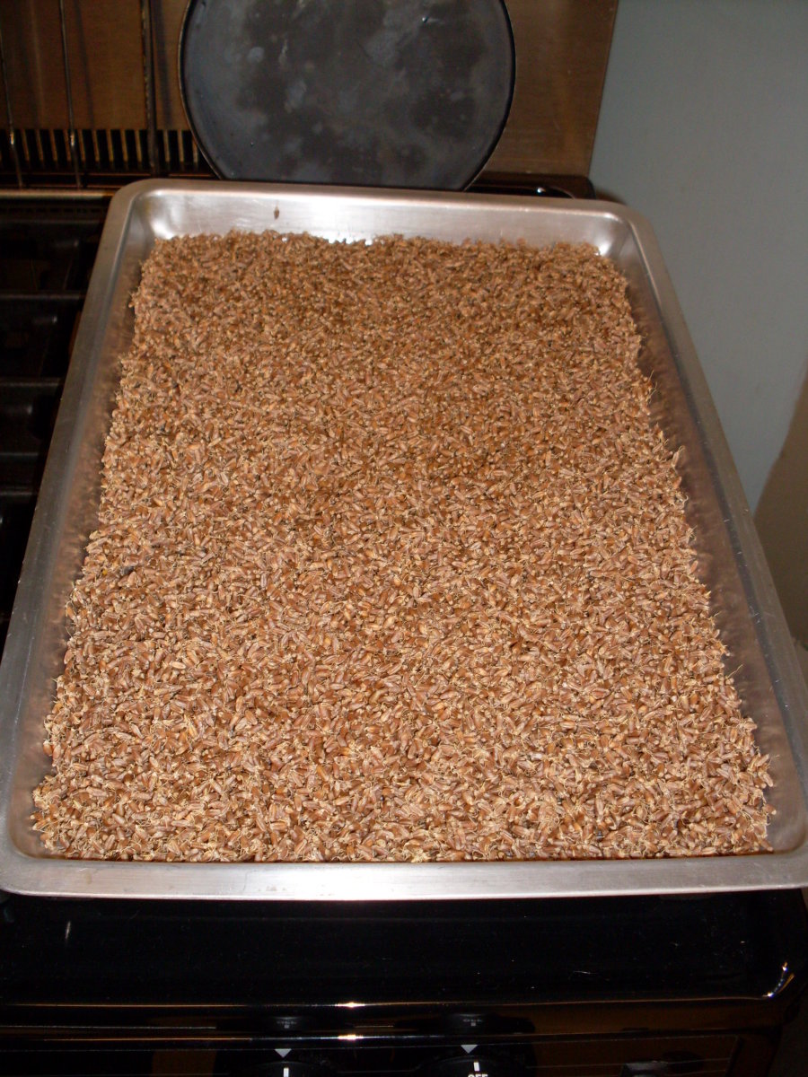 How to Sprout Wheat Berries for Bulgur Wheat An Illustrated Guide