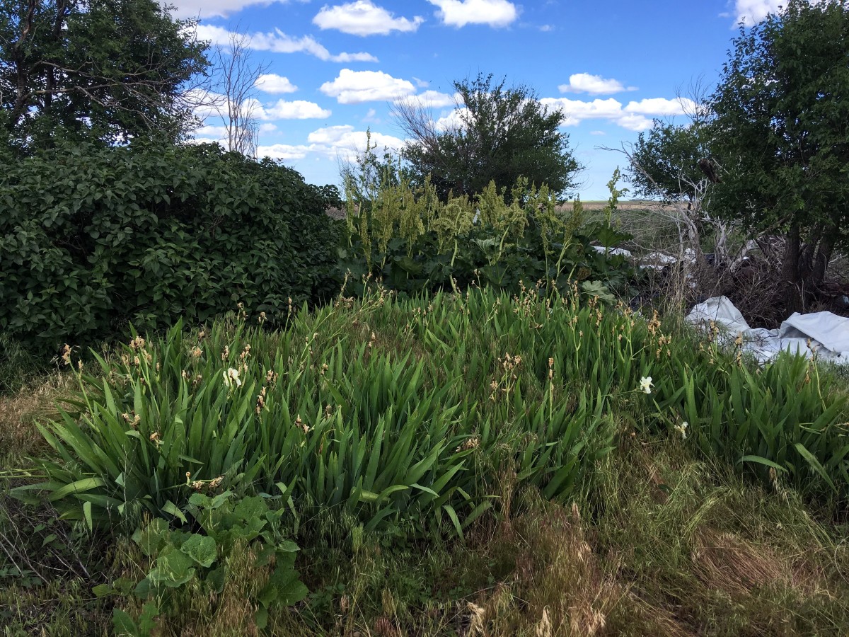 The same patch in July 2019. These flower stalks are five feet tall. There are old-fashioned iris in the foreground.