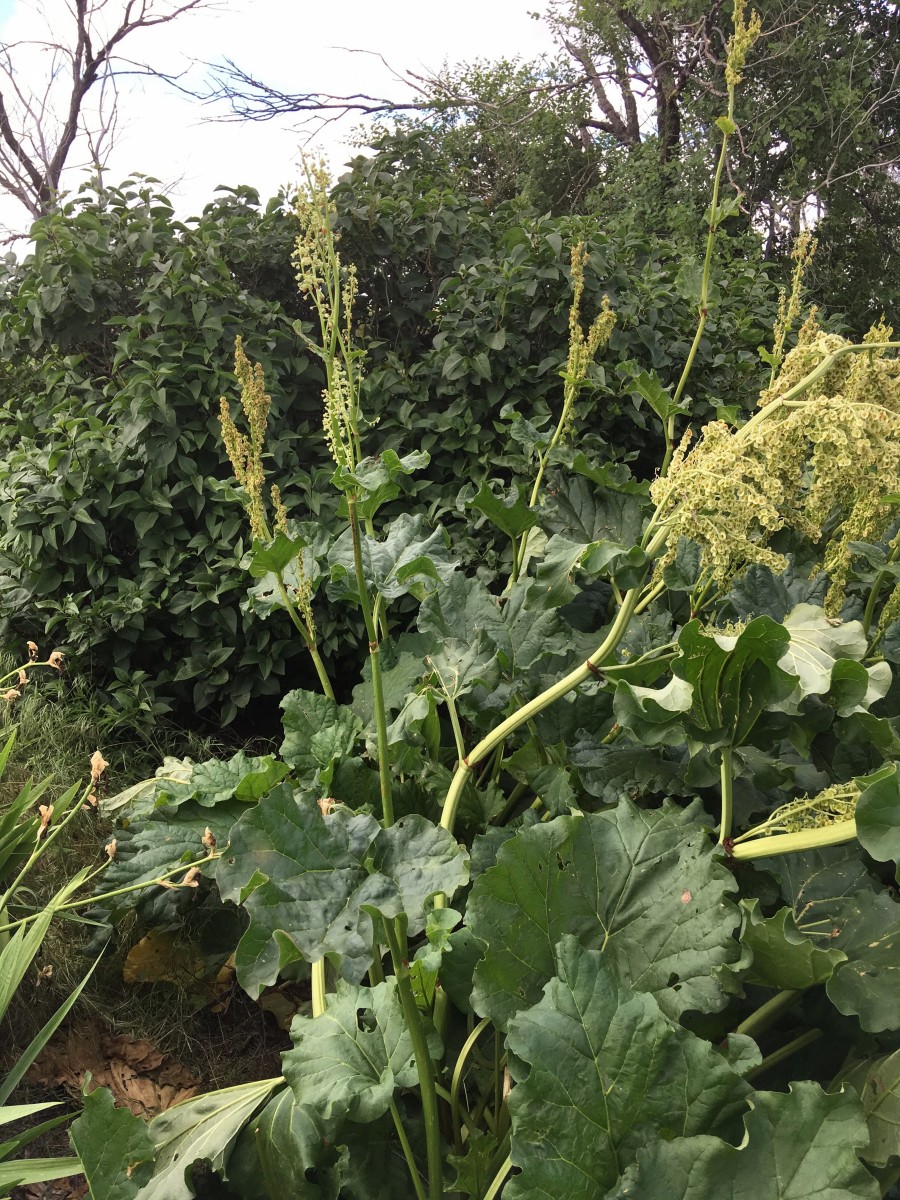 You can see how the stalks are no good for eating once they have begun to flower. They are no longer tender and flavorful. This is a mostly green variety.