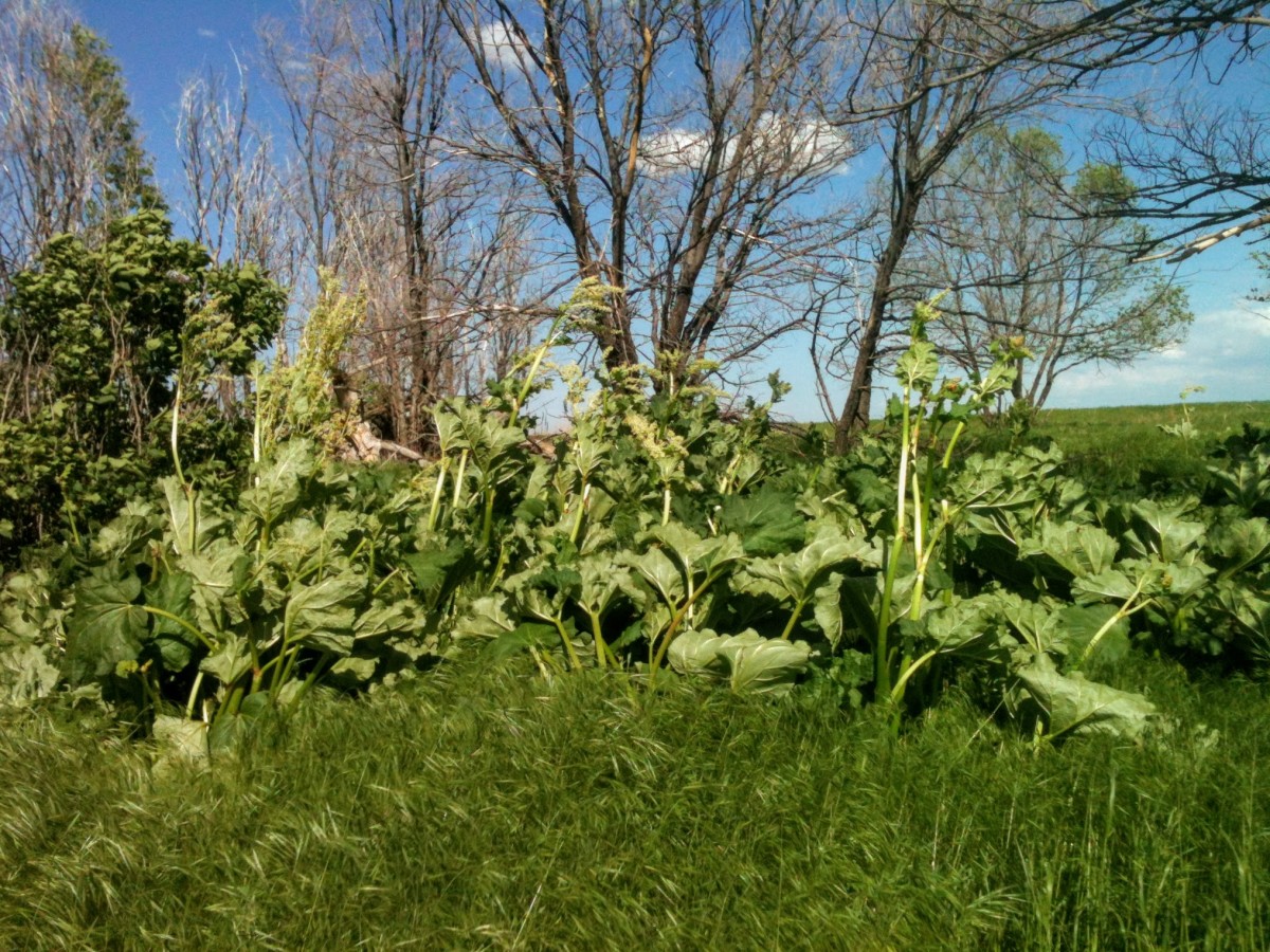 A wild rhubarb patch on an old farmstead in May 2013. That autumn, a sand storm almost eradicated these plants. There was nothing visible in 2014.