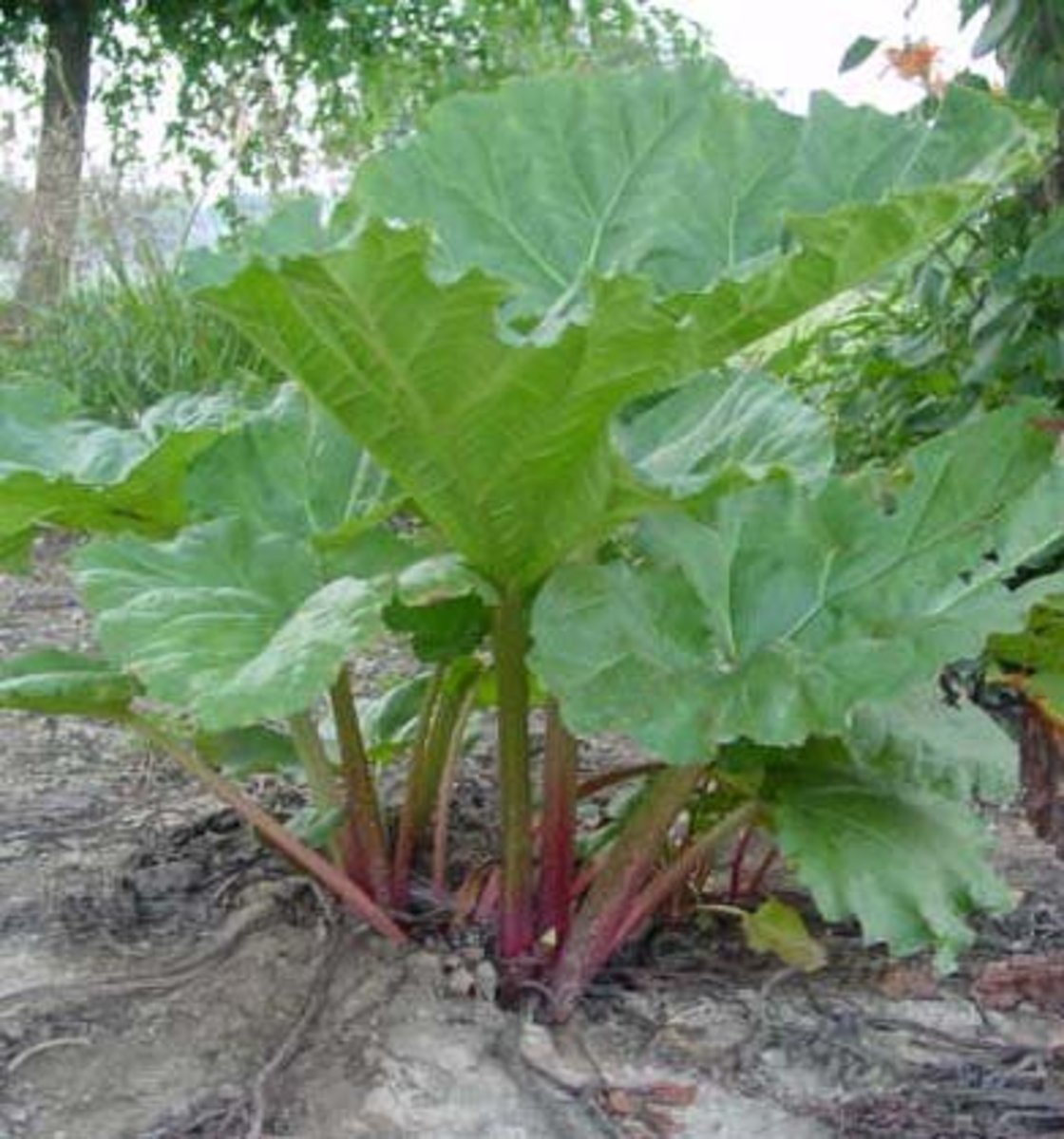 A typical mid-spring rhubarb plant. These plants need virtually no cultivation and small care once they are established.