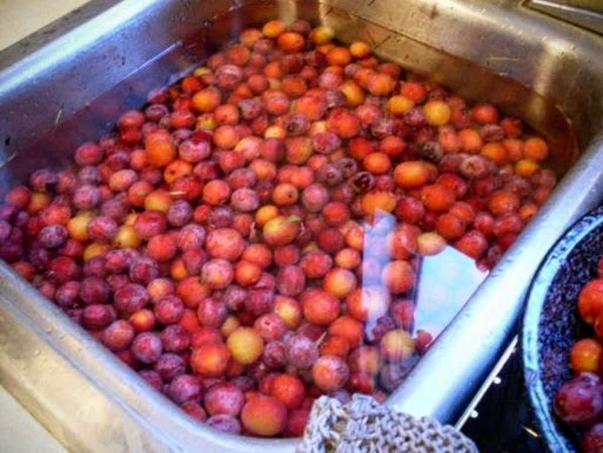 Place freshly picked plums in a sink full of cool water and rinse them free of dirt, leaves, sap, and other matter.