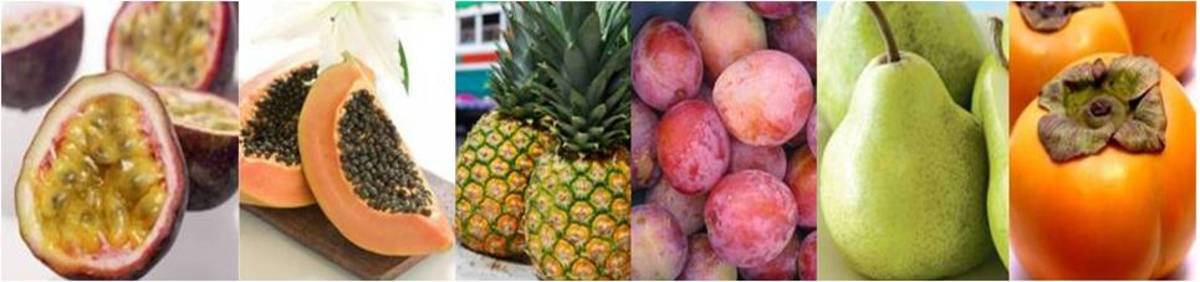 list-of-different-kinds-of-fruits