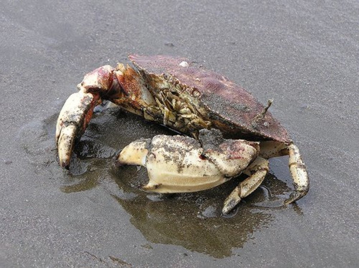 Jonah crab