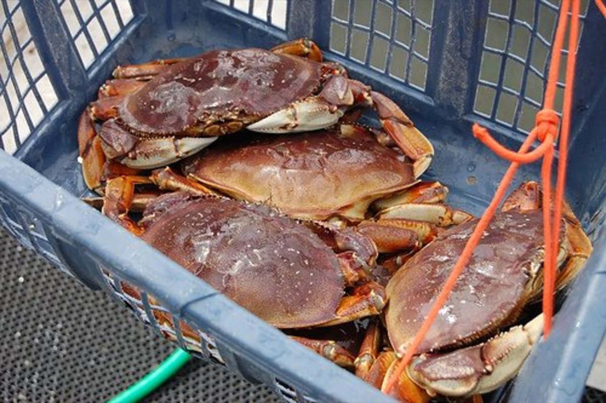 Dungeness crabs