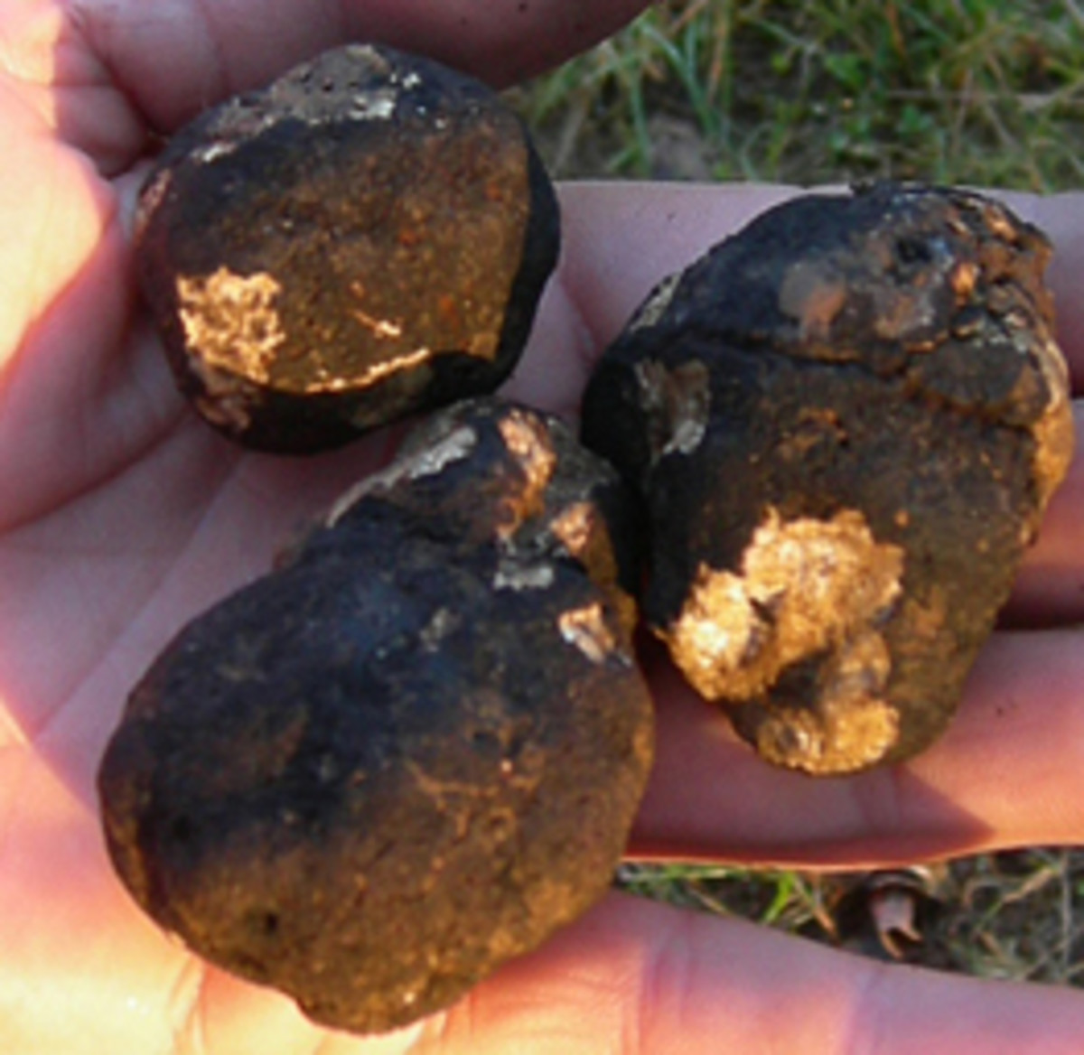 Wild Edible Mushrooms and Truffles of Oregon Delishably