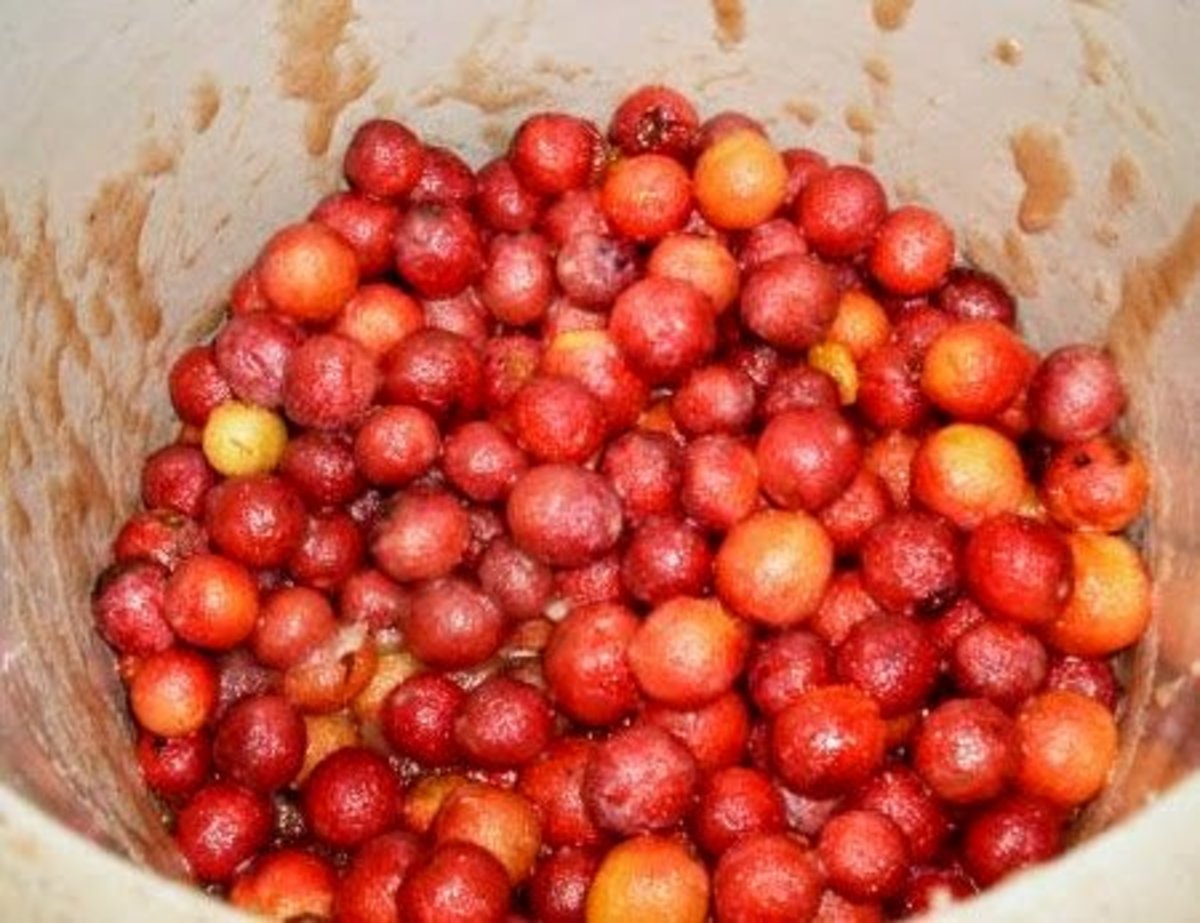The syrup will surround, but not cover, the plums. Stir them once or twice a day.