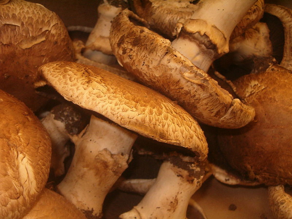 Portobello mushrooms are often used as a meat substitute.