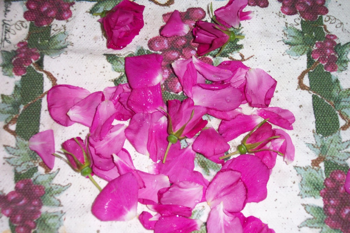 Rinsed rose petals