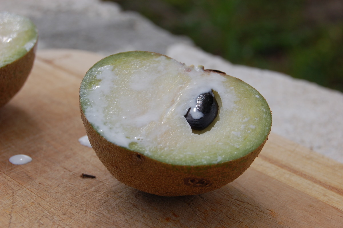 A sliced ciku, or sapodilla fruit, has a distinct flavor and makes an excellent dessert.