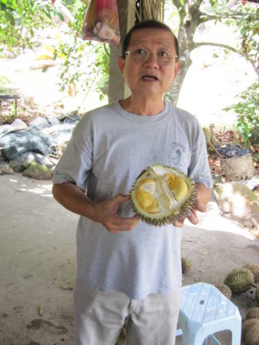 durian-the-king-of-fruits