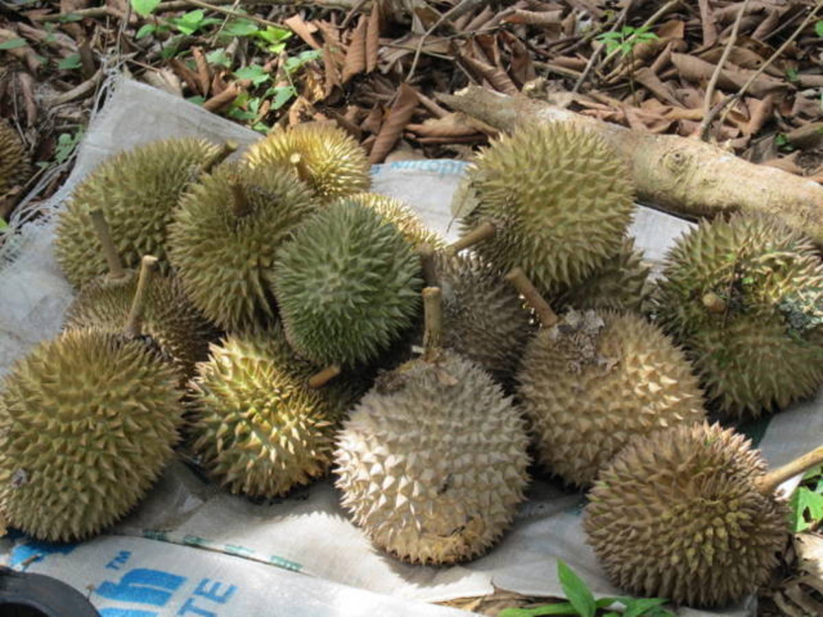 durian-the-king-of-fruits