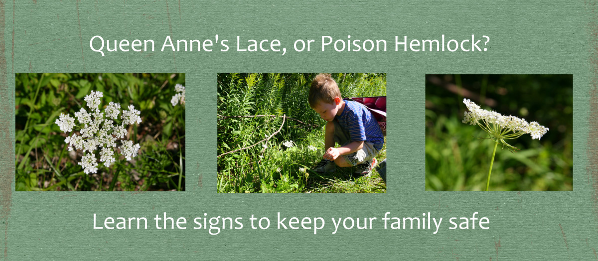 Queen Anne’s Lace Jelly Recipe Delishably