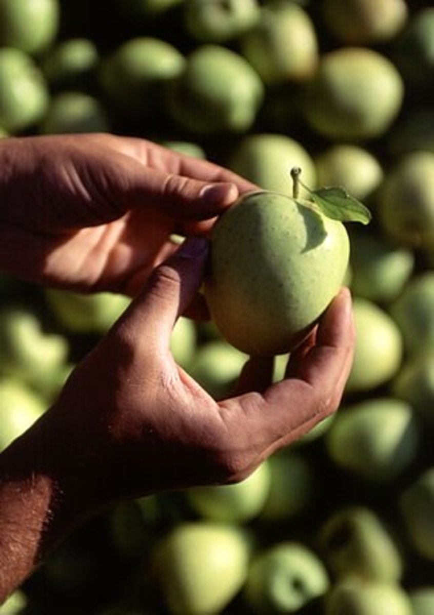 FreshPoint  Apples, Golden Delicious