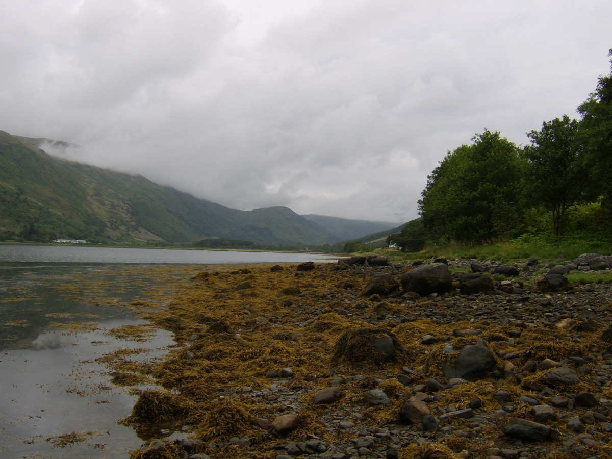 Cairndow beach, near the head of Loch Fyne in the West of Scotland, is where the mussels featured on this page were collected -  providing some compensation at the end of a less than successful fishing trip...