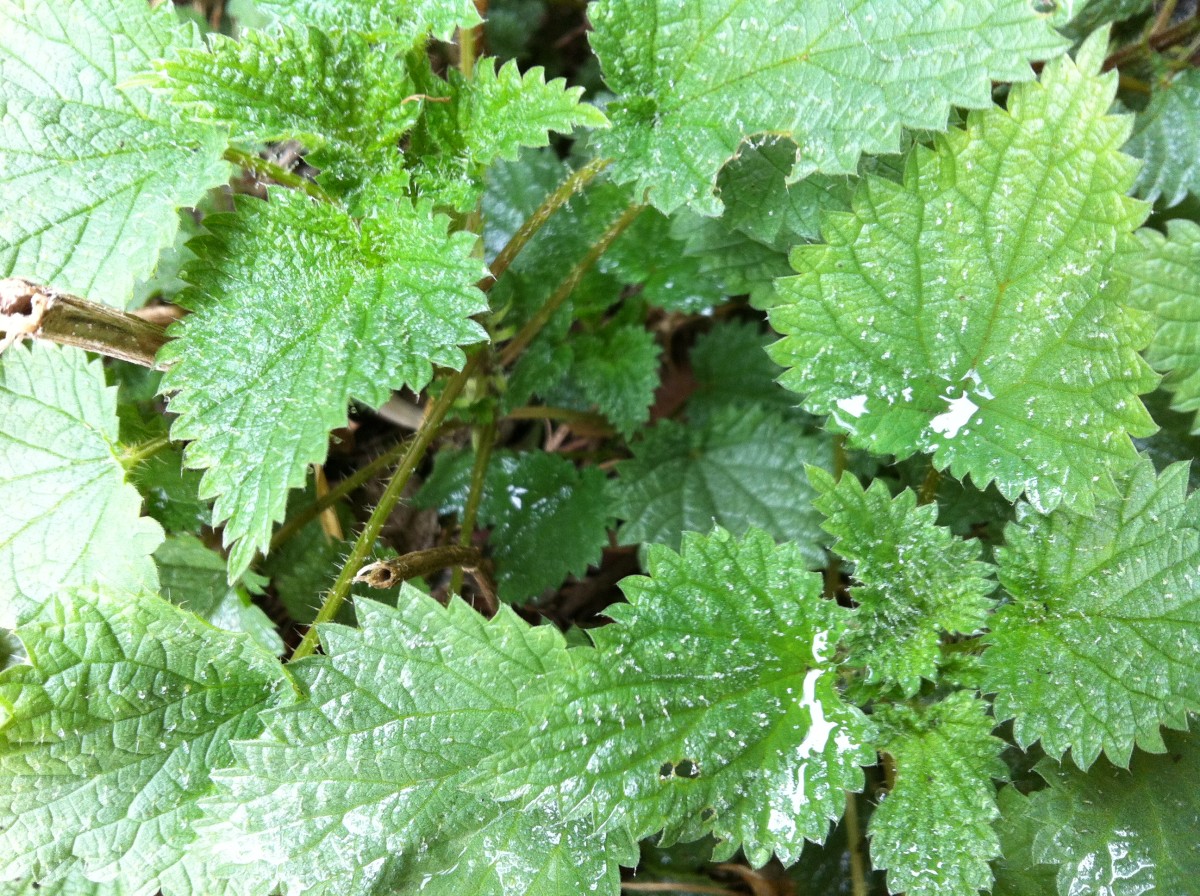 Dock leaf and nettle