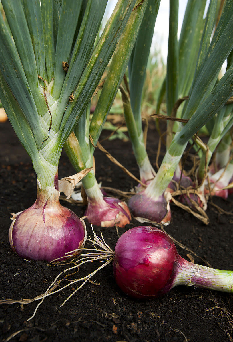 Onions are one of the most important ingredients in Filipino cooking.