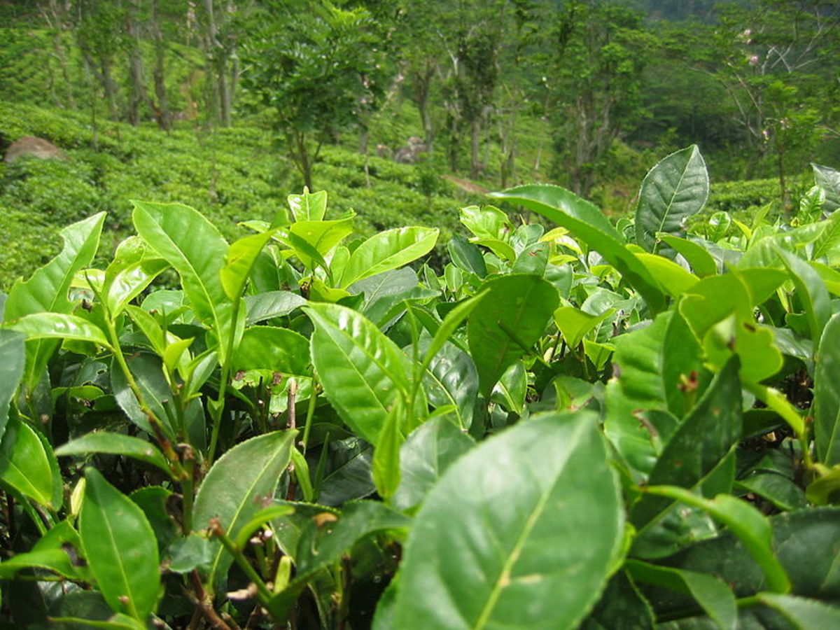 Japanese green tea has lower levels of fluoride than Chinese green tea due to fluoride levels in soil aborbed by the tea plant.