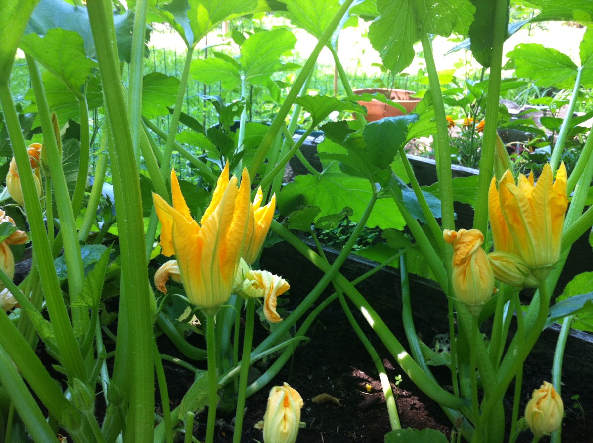 Lots of zucchini flowers in my garden means lots of new zucchini recipes to try!