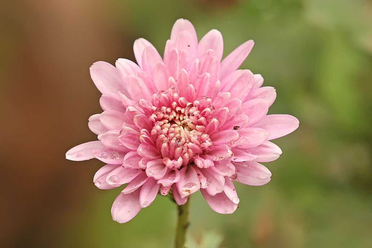 7. Chrysanthemum
