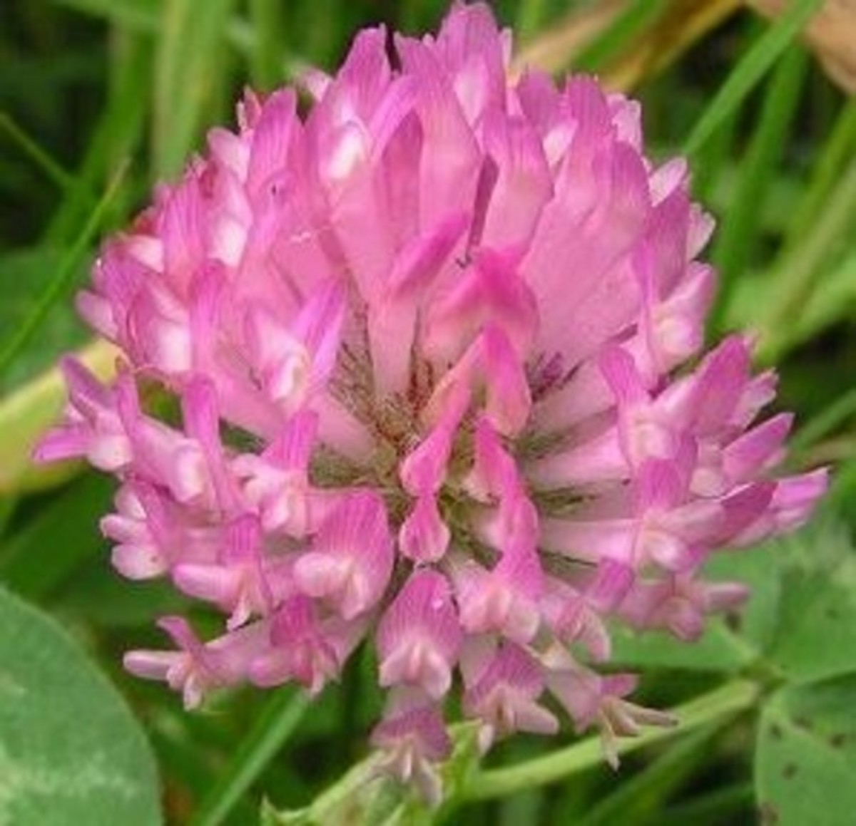 9. Red Clover