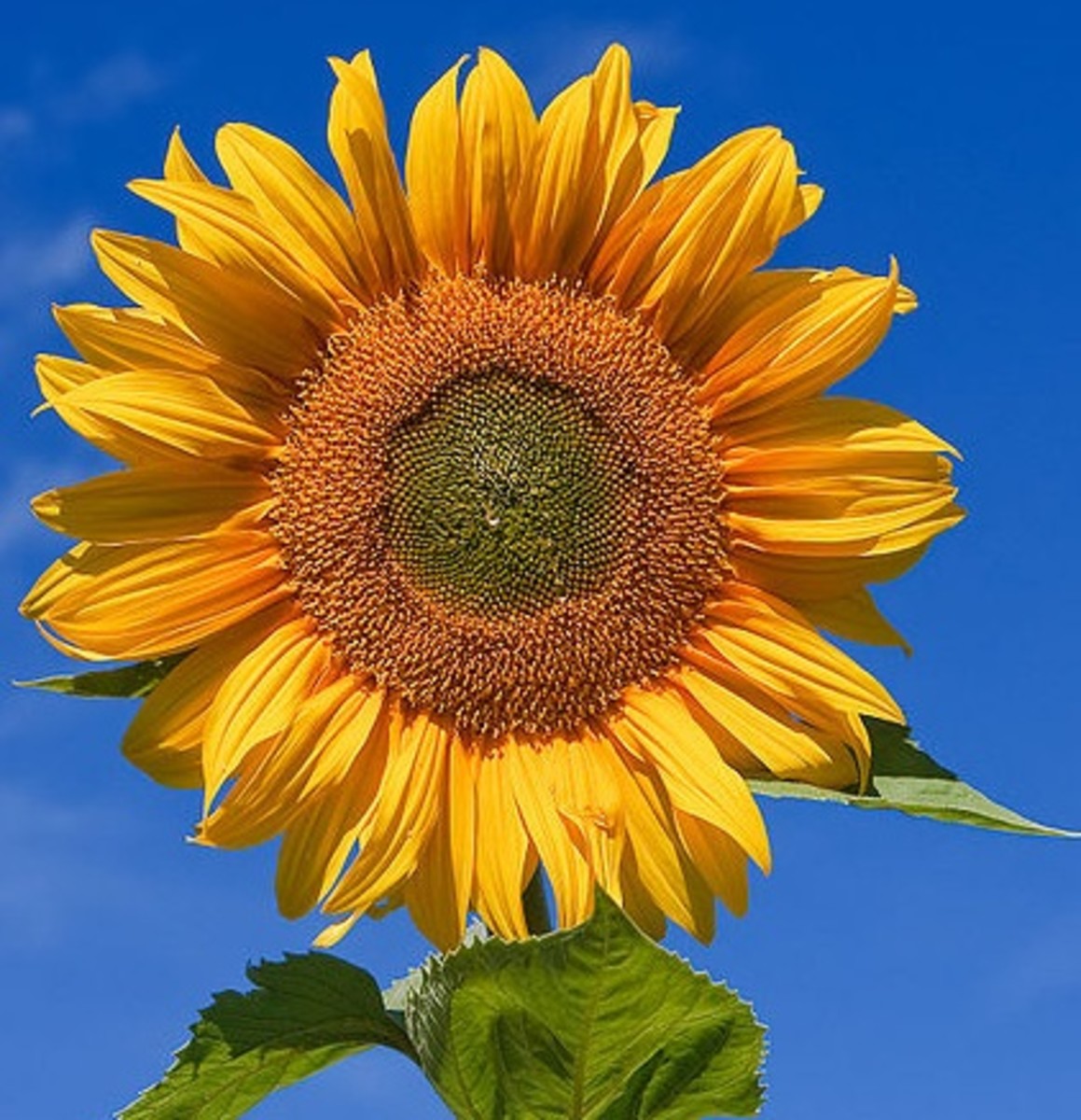24. Sunflower